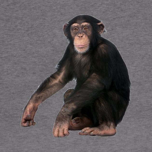 Chimpanzee by Endangered Animals